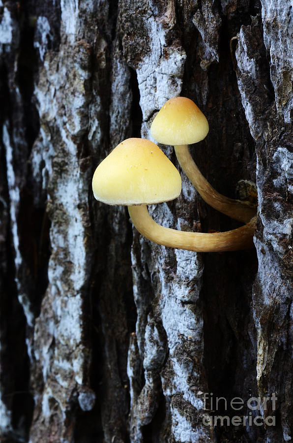 Nature Photograph - Mushrooms 3 by Bob Christopher