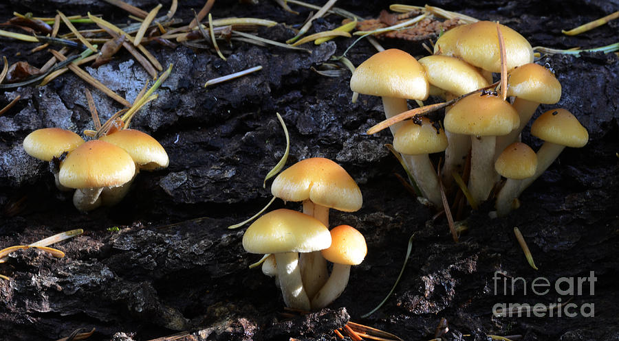 Mushrooms 5 Photograph by Bob Christopher