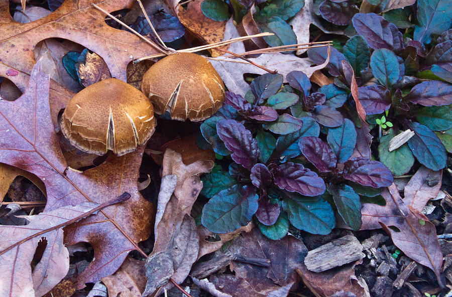 Mushrooms and Ajuga Photograph by Douglas Barnett