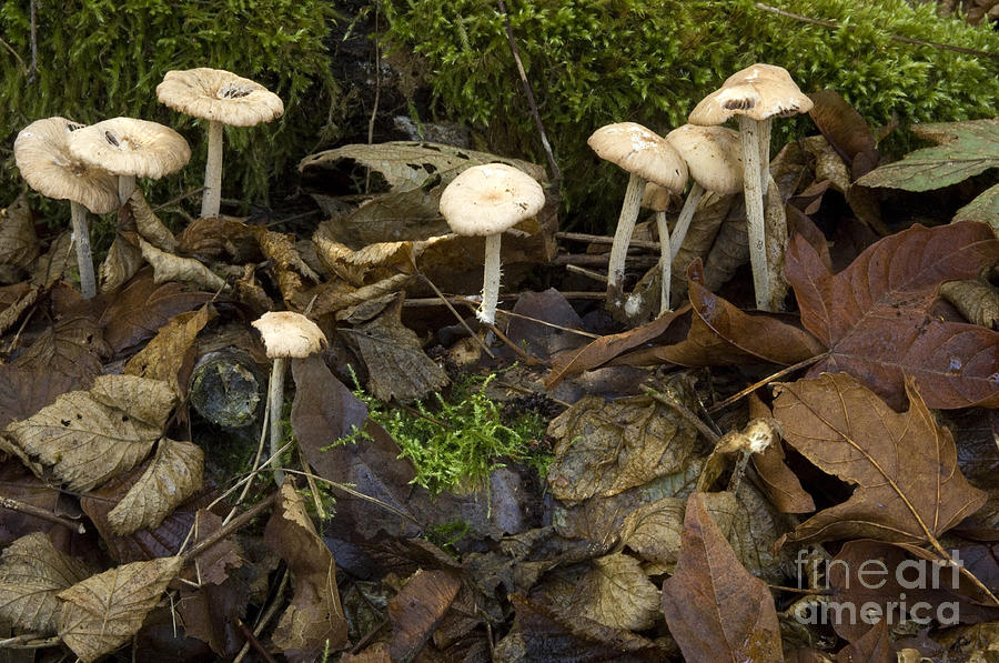 Mushrooms and Leaves Photograph by Bob Christopher