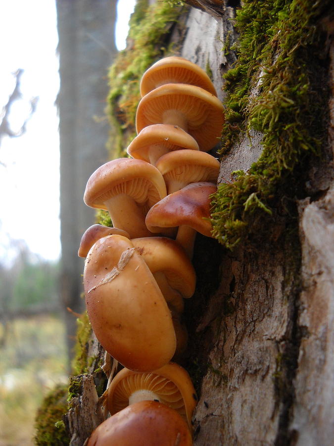 Mushrooms and Lichen Photograph by Kent Lorentzen