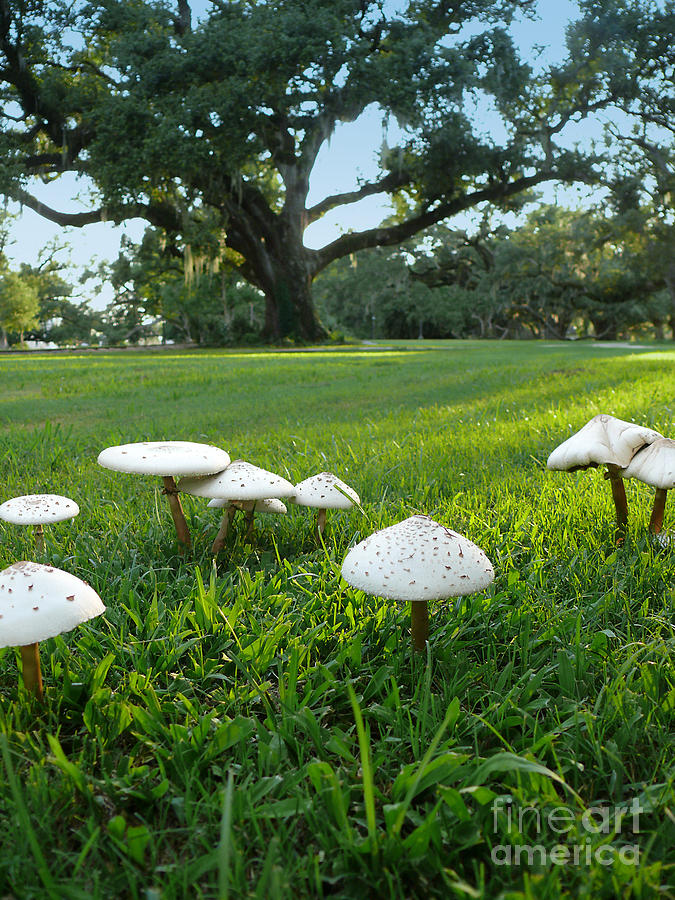 Mushrooms and Oak Trees Photograph by Jeanne  Woods