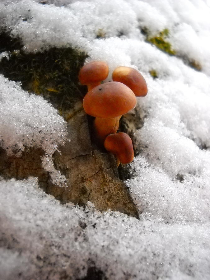 Mushrooms and Snow Photograph by Kent Lorentzen