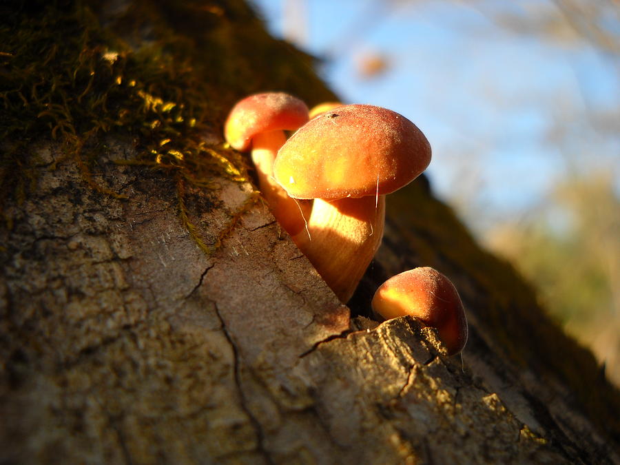 Mushrooms and Willow Bark Photograph by Kent Lorentzen