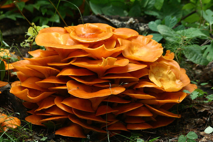 Mushrooms Anyone Photograph by Larry Parker