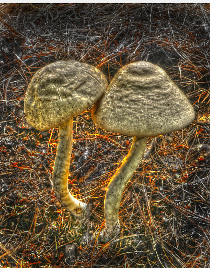 Mushrooms at Sunset Photograph by Don Wolf