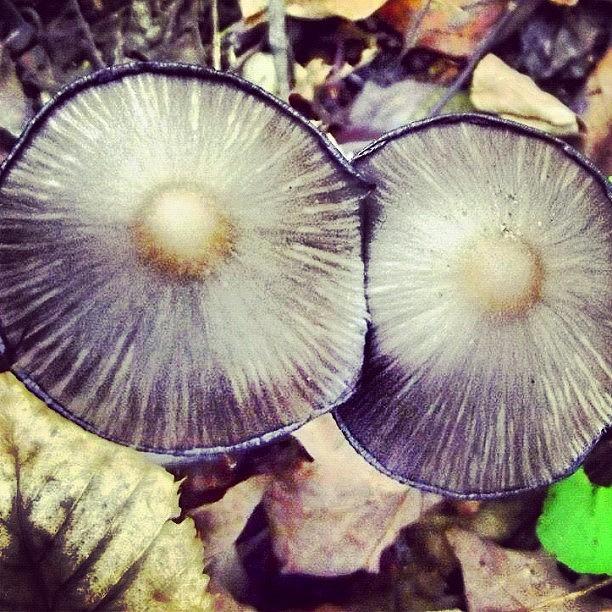Mushroom Photograph - #mushrooms #boobs by Cassandra Leigh