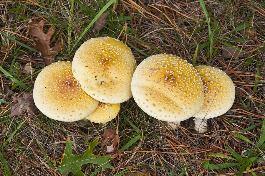 Mushrooms Photograph by Cathy Kovarik