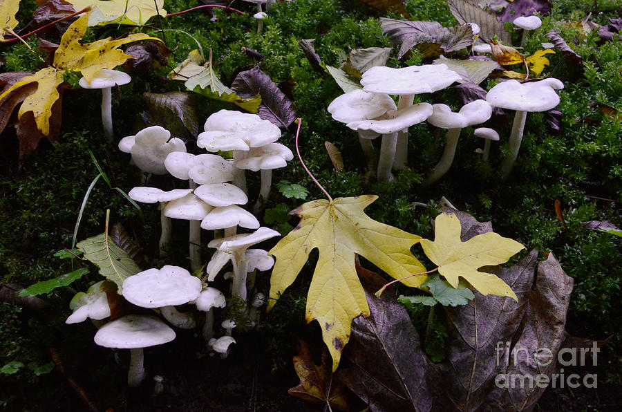 Mushrooms In Autumn Photograph by Bob Christopher