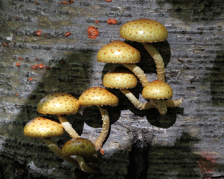 Mushroom Photograph - Mushrooms in relief  by Doris Potter