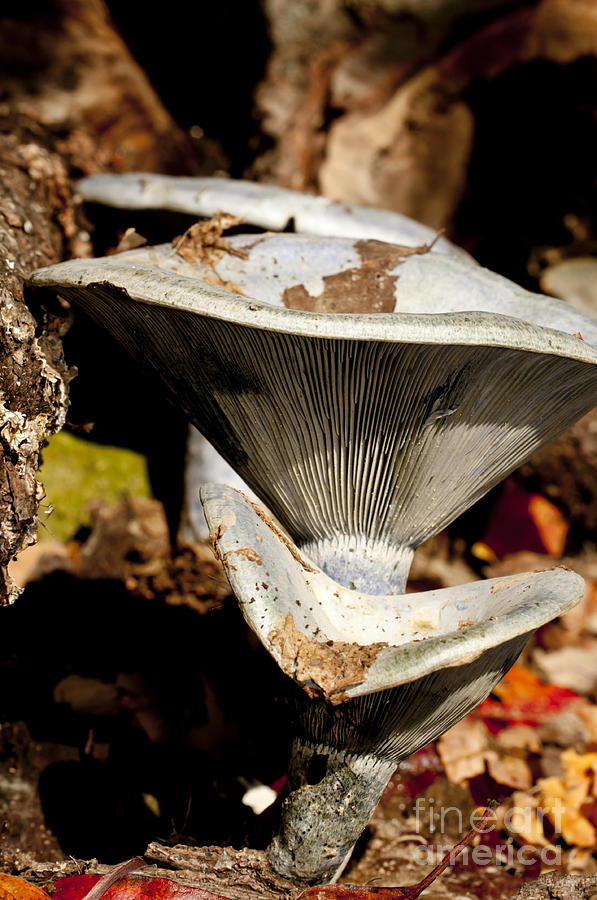 Mushrooms in the Autumn Woods Photograph by Wilma  Birdwell