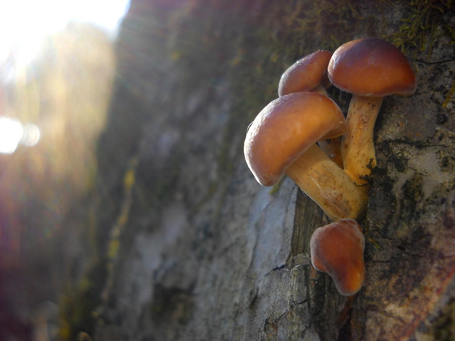 Mushrooms in the Light Photograph by Kent Lorentzen
