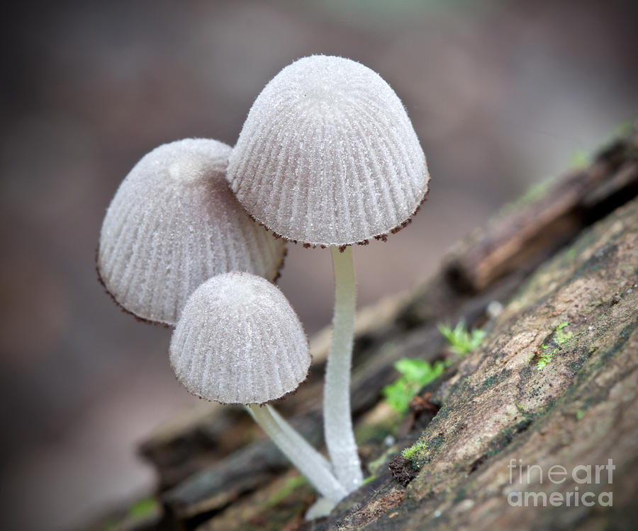 Mushrooms in the Rainforest Photograph by Carole Lloyd