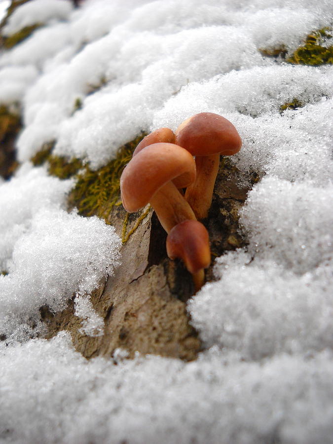 Mushrooms in the Snow Photograph by Kent Lorentzen