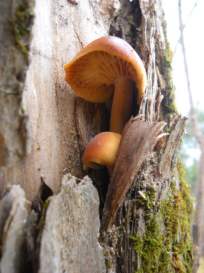 Mushrooms on a Tree Photograph by Kent Lorentzen