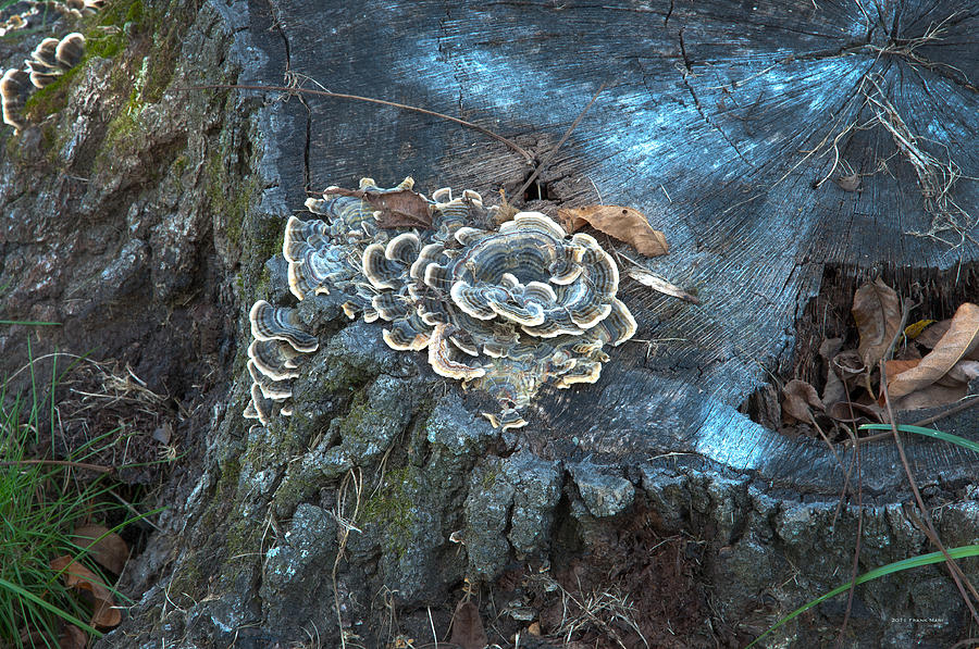Mushrooms on a Tree Stump 1 Photograph by Frank Mari
