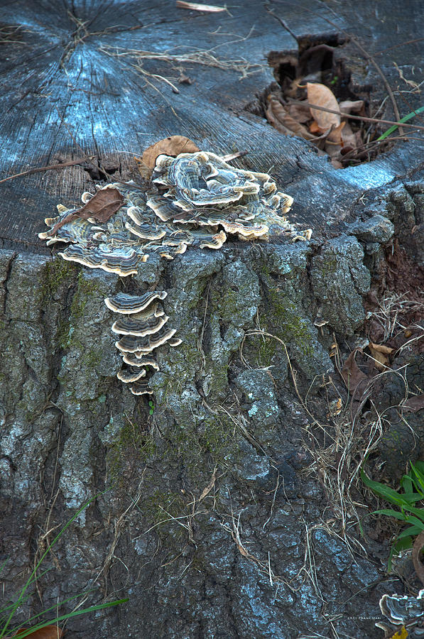 Mushrooms on a Tree Stump 2 Photograph by Frank Mari