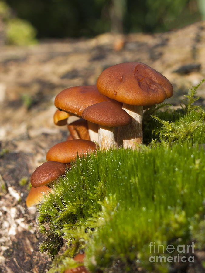 Mushroom Photograph - Mushrooms on fallen tree by Steev Stamford
