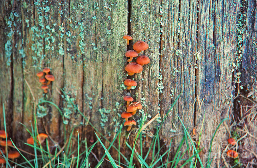 Mushrooms on Tree Trunk Photograph by Randy Harris
