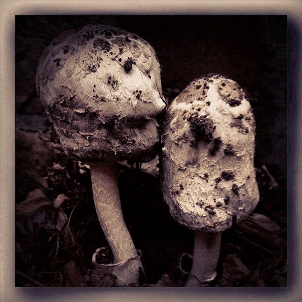 Mushroom Photograph - Mushrooms by Paul Cutright