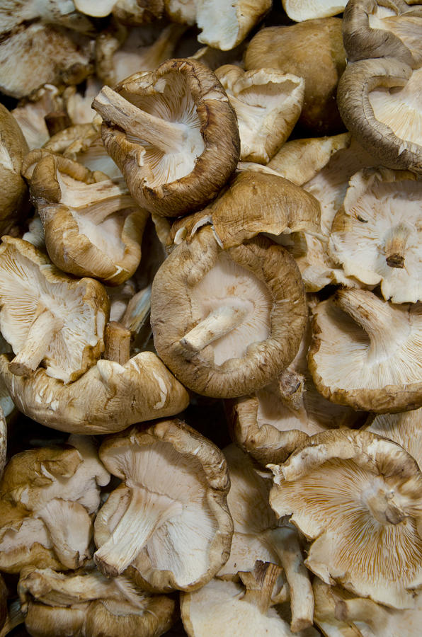 Mushrooms Photograph by Perry Van Munster