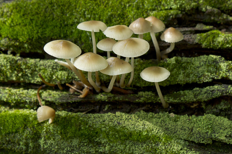 Mushroom Photograph - Mushrooms by Tom Bushey