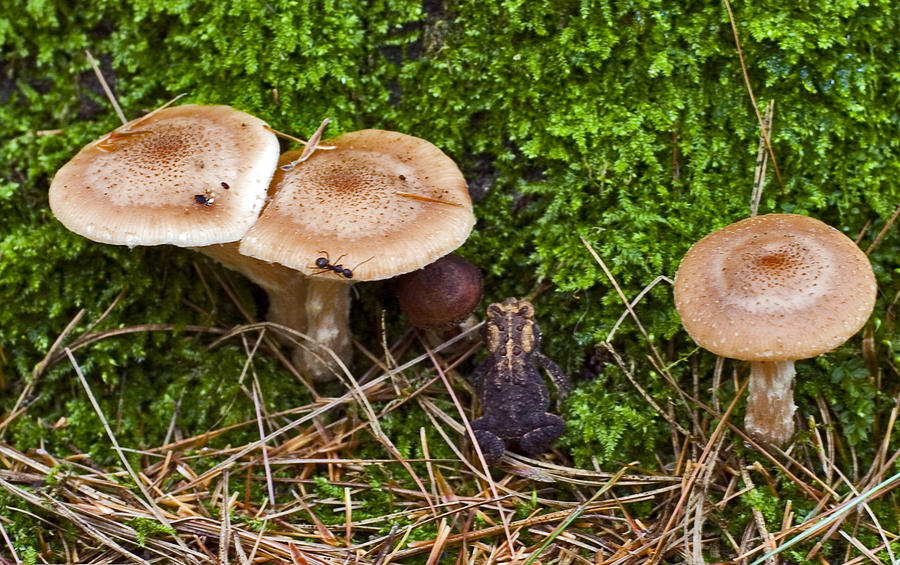 Mushrooms with Toad and Ant Photograph by Frank Winters