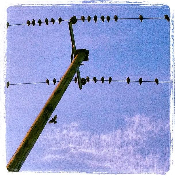 Bird Photograph - Music In The Sky by Carlos Macia Perez