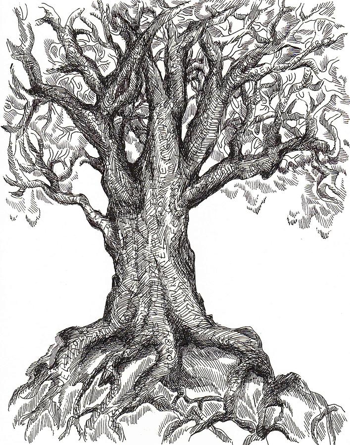 Drawings Of Trees With Roots