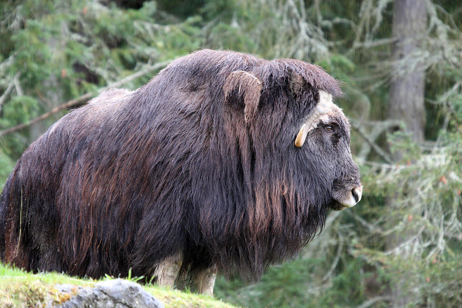 Musk Ox - 0001 Photograph by S and S Photo - Fine Art America