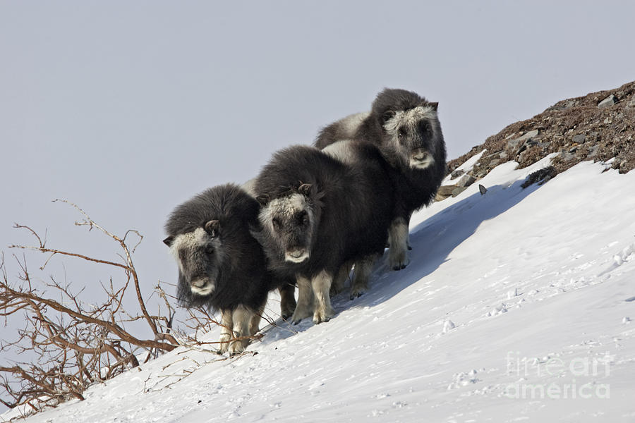 Musk Ox Calves by Tim Grams