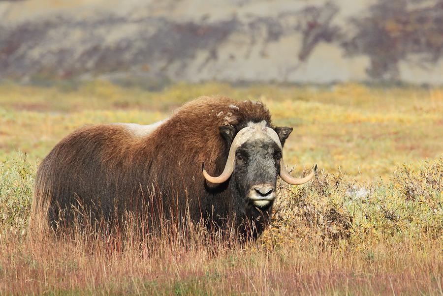 Musk Ox in Prudhoe Bay Photograph by Sam Amato