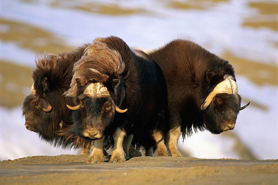 Musk-oxen Form A Defensive Circle Photograph by Paul Nicklen