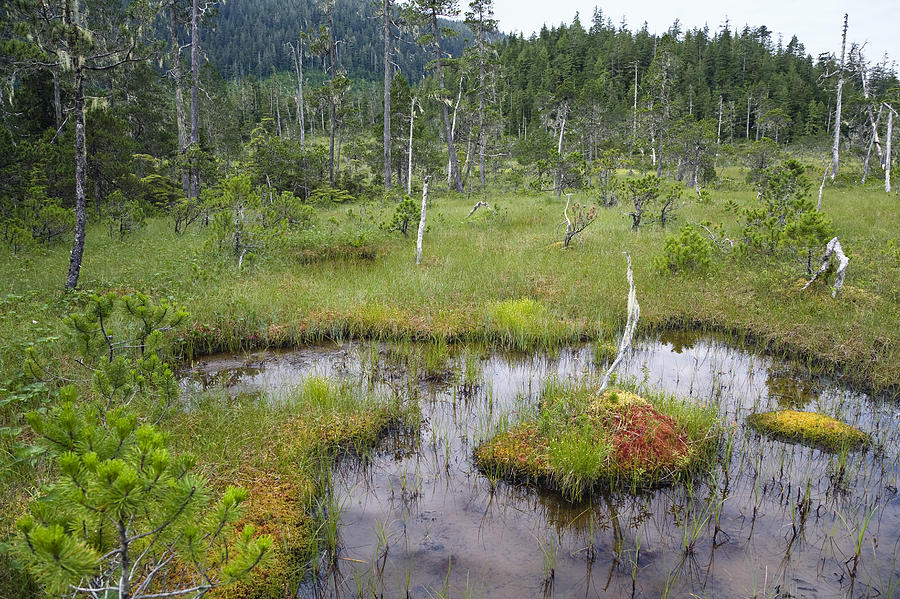 muskeg-bog-with-ponds-mitkof-island-konrad-wothe.jpg