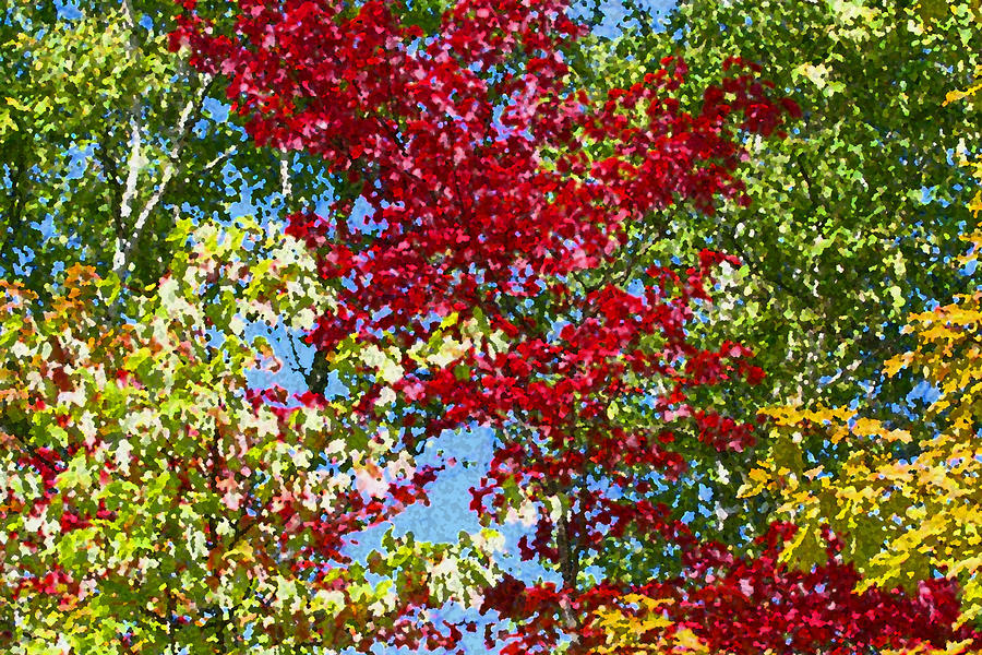 Muskoka Autumn Leaves  Photograph by Dr Carolyn Reinhart