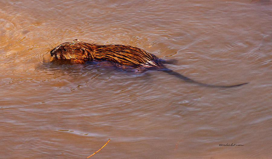 Muskrat Swiming Photograph by Ed Peterson