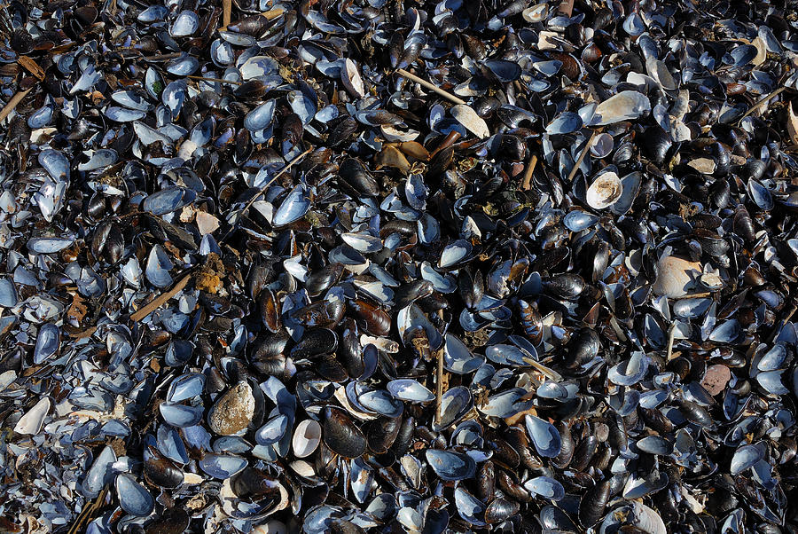 Mussels Photograph by Steven Richman