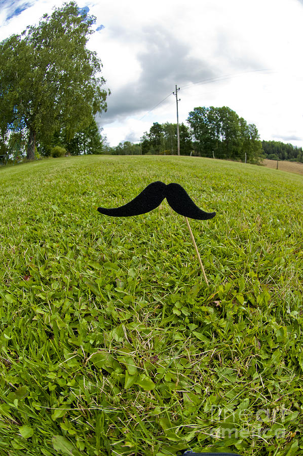Tree Photograph - Mustache on a stick 8 by Micah May