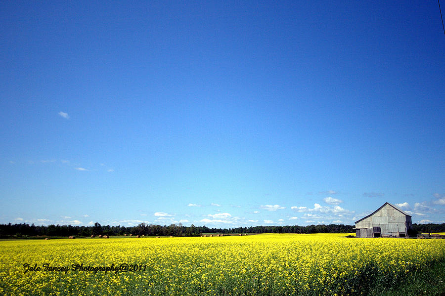 Mustard Farm Photograph by Jale Fancey