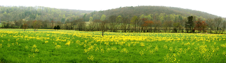 Mustard Field Photograph by Paul Mashburn