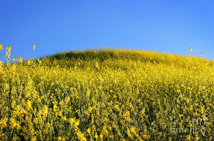 Mustard Grass Photograph by Henrik Lehnerer
