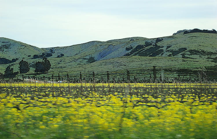 Napa Photograph - Mustard Hills by Michelle Claudio