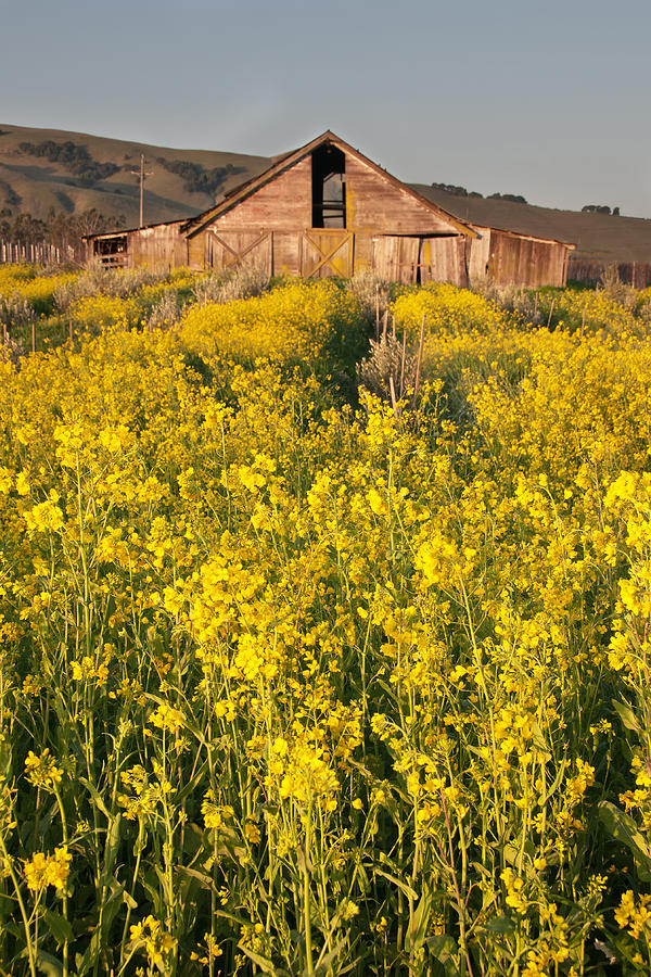 Mustard In Bloom Photograph By Kent Sorensen