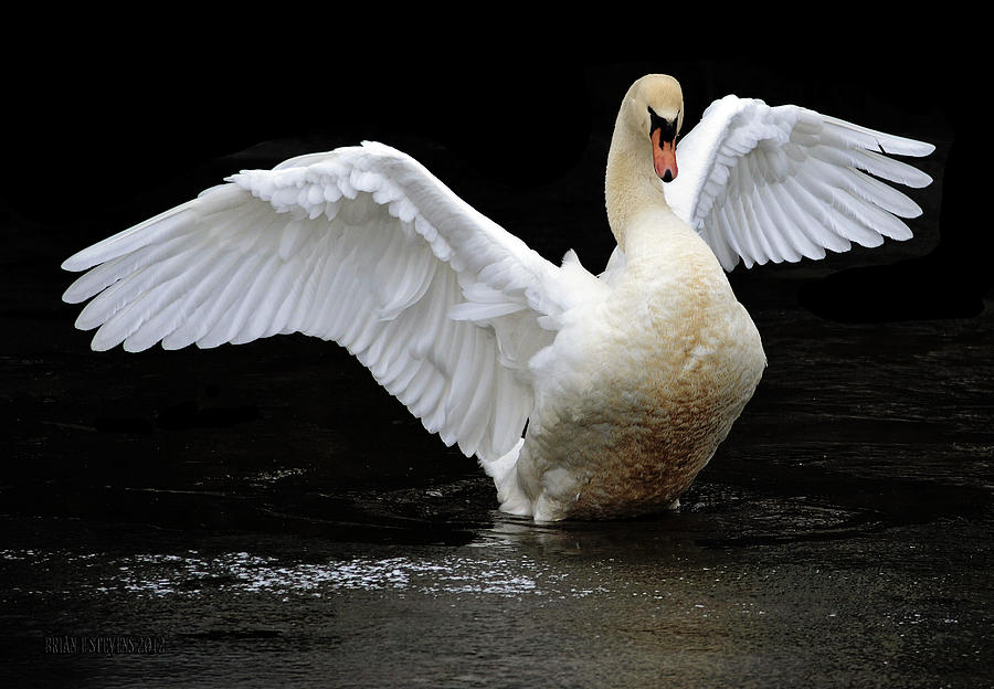 Mute Swan 2 Photograph by Brian Stevens | Fine Art America