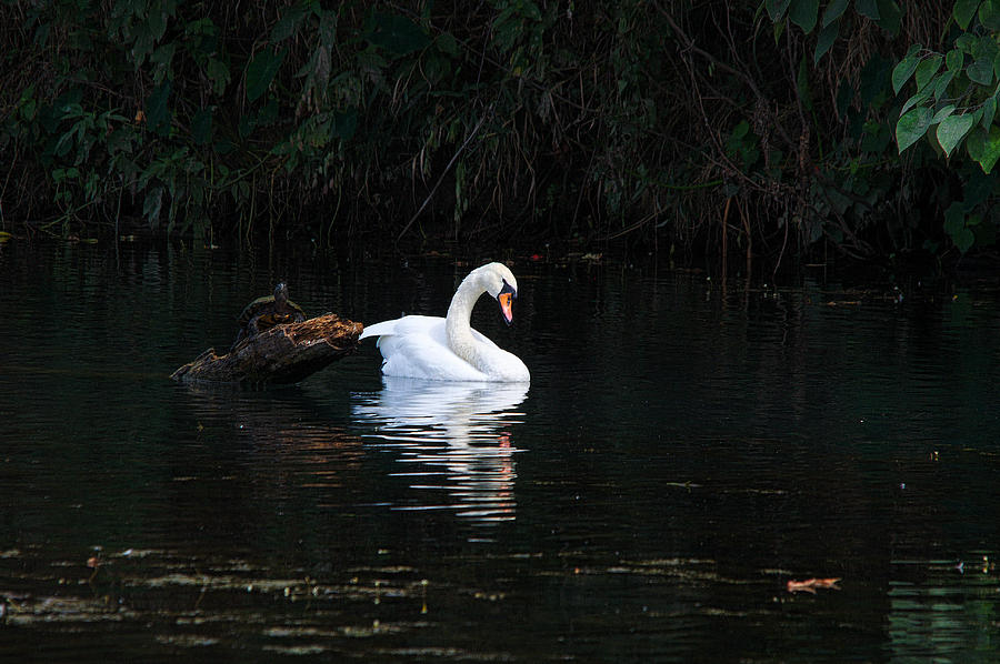 Swan Photograph - Mute Swan and Turtle 2 by Roy Williams