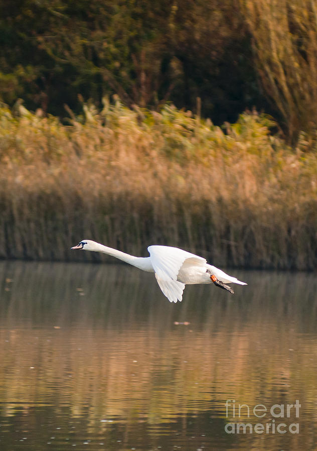 Bird Photograph - Mute Swan by Andrew  Michael