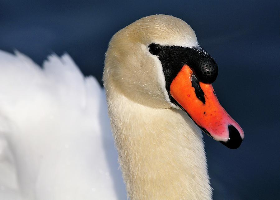 Mute Swan Photograph by Bill Dodsworth