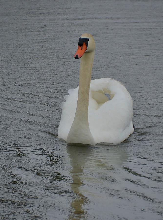 Mute Swan Photograph by Bill Hosford