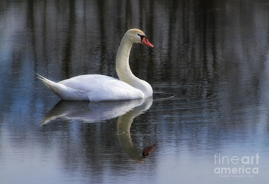 Mute Swan Photograph by Clare VanderVeen