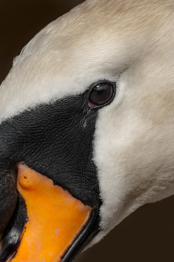 Mute Swan Close Up Photograph by Andy Astbury